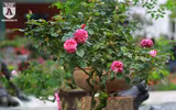 Ngắm hoa hồng bonsai trị giá cả trăm triệu đồng khoe sắc